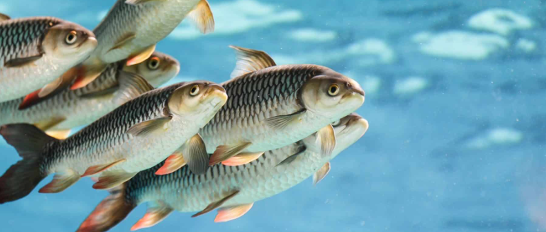 How To Select The Right Fish Species For Aquaculture