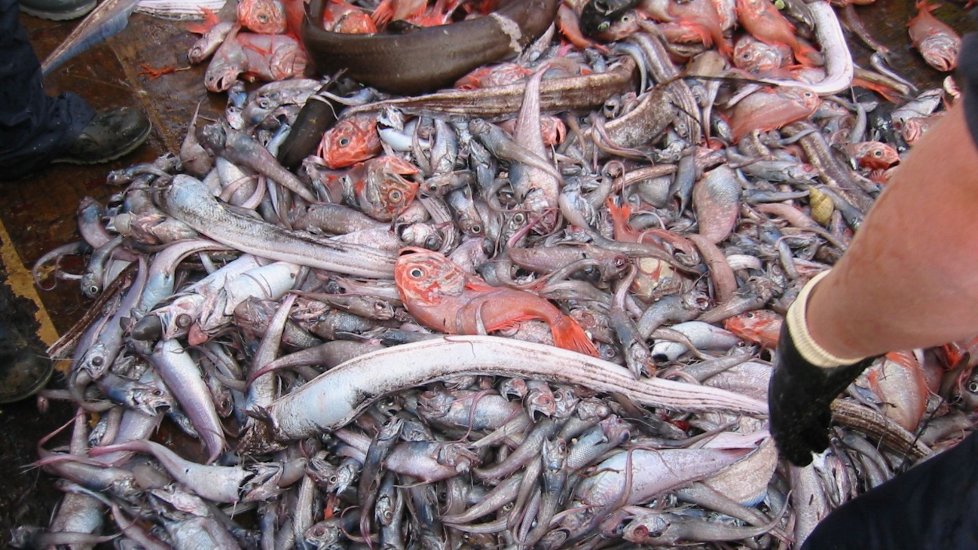 a man overfishing leading to the environmental effects of fishing 